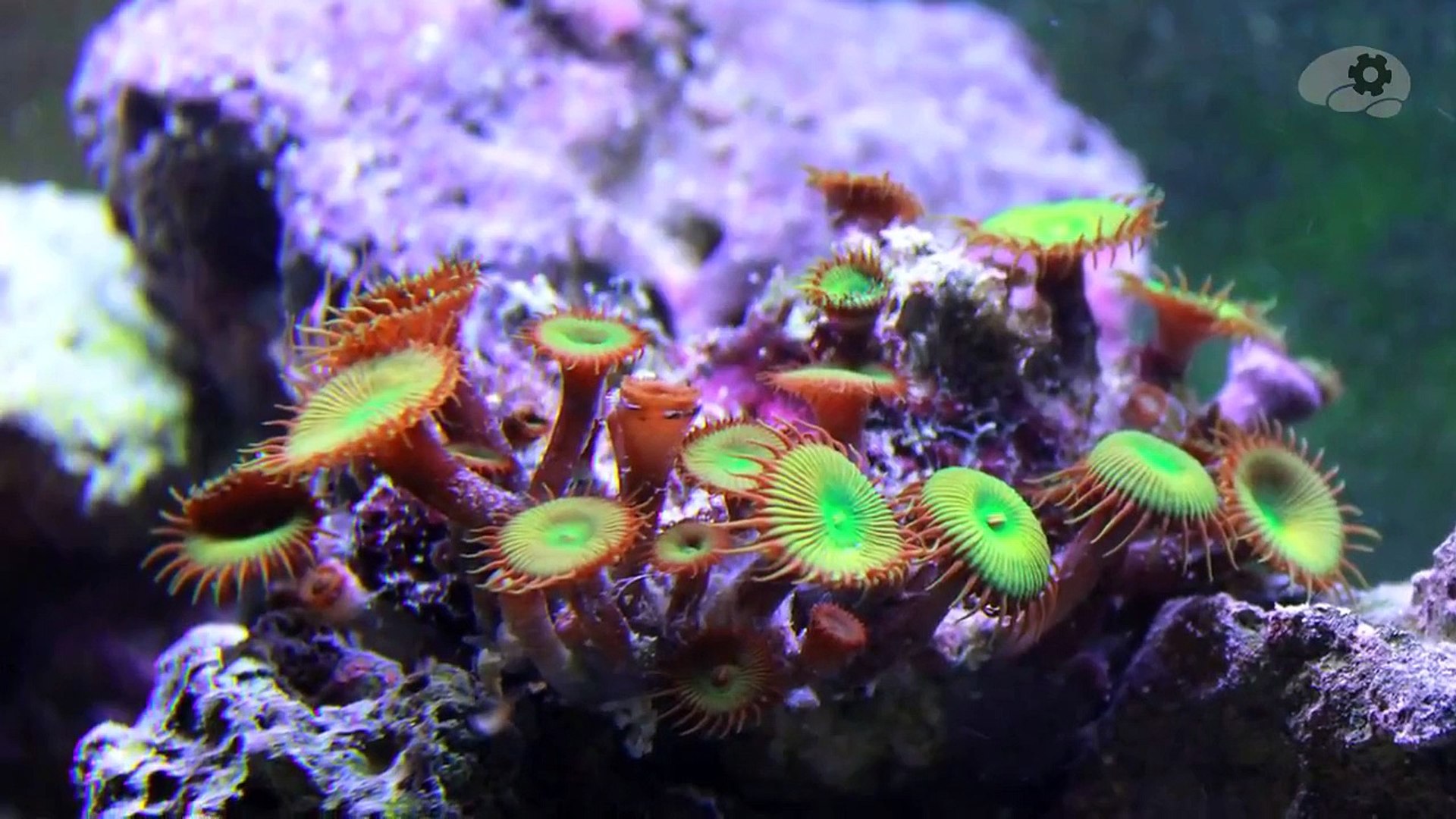 Бессмертные животные