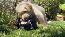 Piper (Labrador Retriever) Boot Camp Dog Training Minnesota