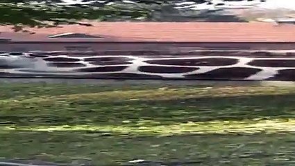 Mis i Margolcia - Zyrafa fa fa fa