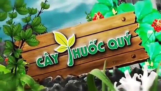 [HTV - Cây thuốc Việt] - Bài thuốc hữu hiệu trị bệnh Phổi tắc nghẽn mãn tính