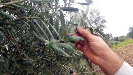 Zeytin Yapraklarının Dökülmesi