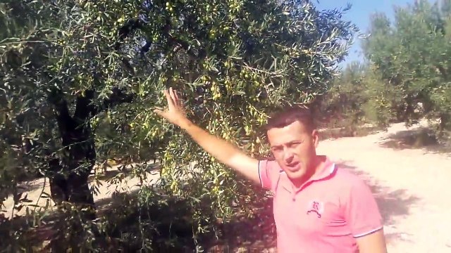 Uslu Zeytini, Akhisar Zeytini, Bakımı, Verimi, Toprak işleme, Sürgünler, Gübreleme, İlaçla