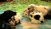 Spoiled Great Dane Throws Hissy Fit | Tantrum Pup