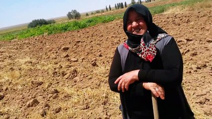 Keseklenme Nasıl Giderilir önlenir Aksaray Acıpınar Köyü Ayşe Çelebi Kesek Kırma Makinası