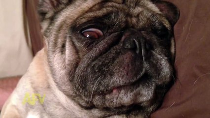 Bir Gözü Açık Uyuyan Komik Köpek