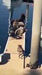 Deniz Aslanları ile Pitbull Karşı Karşıya Gelirse.. Yok Böyl