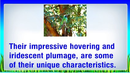 Choosing A Hand Blown Glass Hummingbird Feeder For Your Backyard