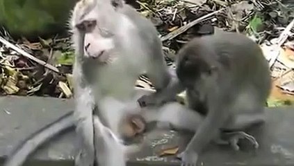 Обезьяна прикол под песню кайфуем