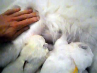Belka  Malamute_Siberian Husky),our 6 day old pup howling this  _by latest videos