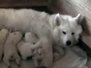 Belka(Alaskan Malamute_Siberian Husky),our 10 day old pup howling_by latest videos