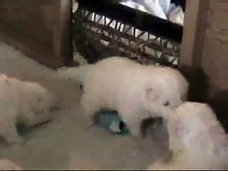 Belka(Alaskan Malamute_Siberian Husky _by latest videos,our 20 day old pup howling