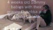 Cute 4 Week Old Boxer Puppies Playing with Baby __ Best dog in the whole world_by latest videos