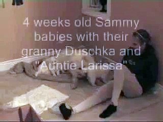 Cute 4 Week Old Boxer Puppies Playing with Baby __ Best dog in the whole world_by latest videos