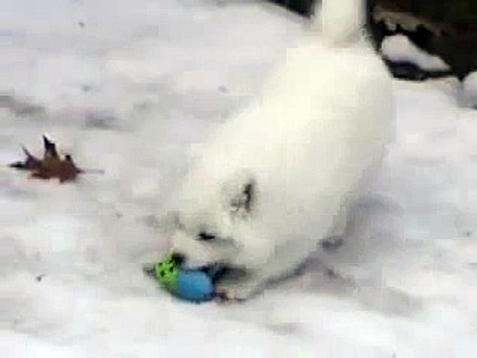 Cutest Boxer puppy meets Boxer dog for the first time _by latest videos