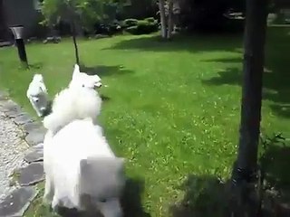 Funny Chihuahua Dogs Getting Angry Compilation 2016 _by latest videos