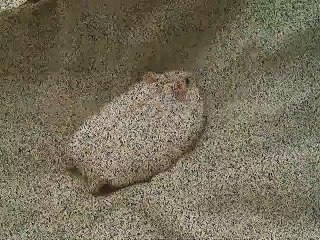 Funny Daring Tiny Hamster __Funny Animal Compilation 2016_by latest videos