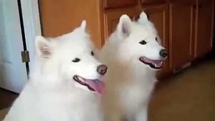 Funny Videos Of Dogs Compilation 2016 _ Samoyed puppy_by latest videos