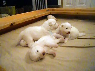 Belka(Alaskan Malamute_Siberian Husky),our 14 day by  MIX Maza