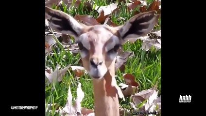 Brisk God Vine Compilation