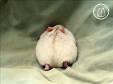 Funny Daring Tiny Hamster | Funny Animal Compilation  _by  MIX Maza 2016