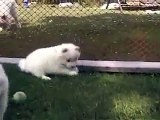 Outdoor day in the life of a 5 weeks old Samoyed puppy __ Samoyed puppy hugs _by  MIX Maza