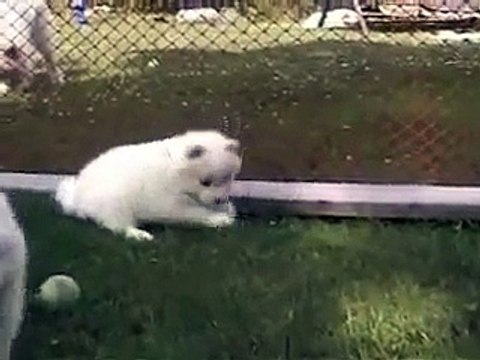 Outdoor day in the life of a 5 weeks old Samoyed puppy __ Samoyed puppy hugs _by MIX Maza