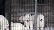Samoyed puppy hugs #2 __ 47 days old Samoyed puppy _by  MIX Maza
