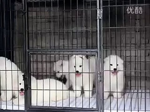 Samoyed puppy hugs #2 __ 47 days old Samoyed puppy _by MIX Maza