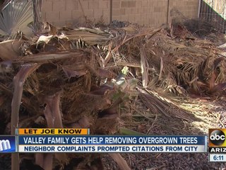 Let Joe Know: Palm trees can impact your wallet