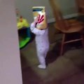Kid runs into wall with cereal box on head | ORIGINAL