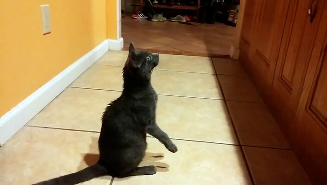 pixie the funny cat
