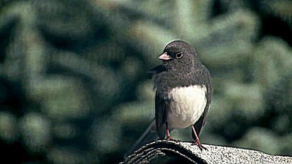 DARK EYED JUNCO-AMERICAN NATURE