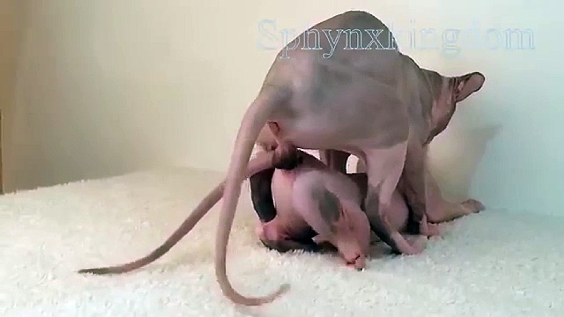Sphynx cats mating must watch - video Dailymotion