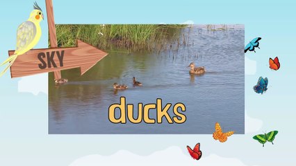 DUCKS _ Animals for children. Kids videos. Kindergarten _ Preschool learning  _ Every New
