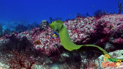 EELS _ Animals for children. Kids videos. Kindergarten _   _ Every New