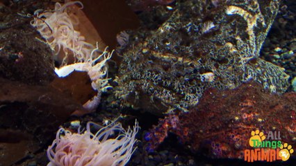 FISH _ Animals for children. Kids videos. Kindergarten _   _ Every New