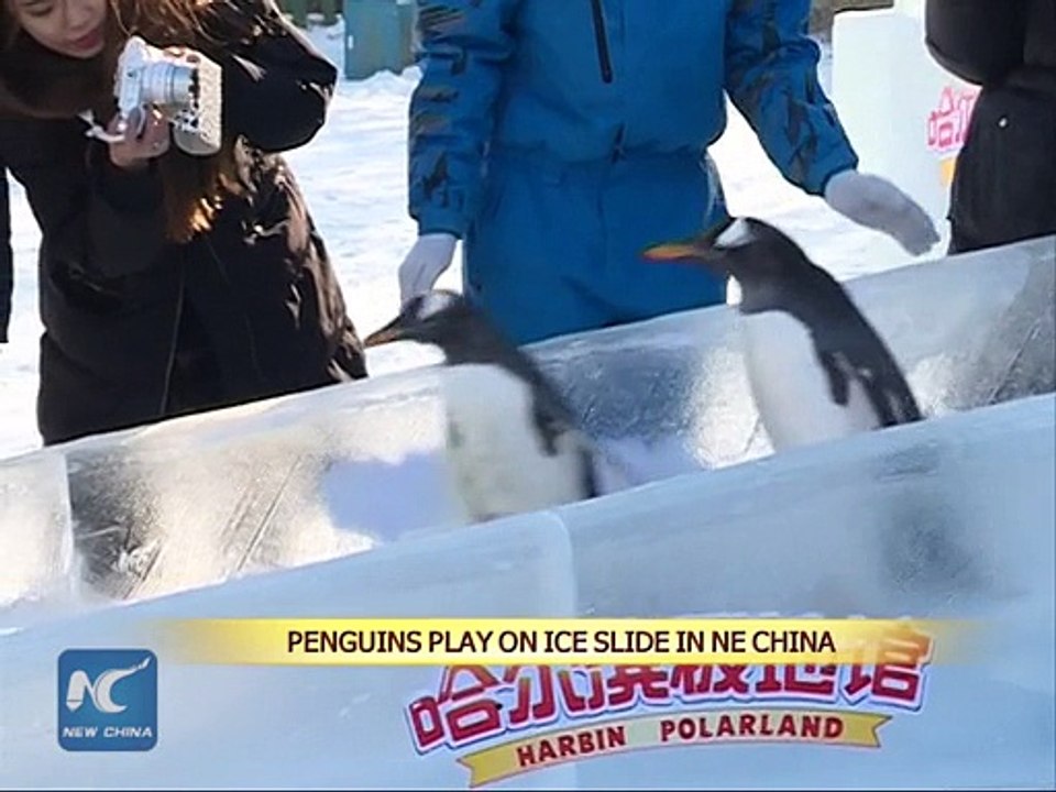 Playing on ice slide while standing with balance? 8 cute #penguins show their skills in NE #China park