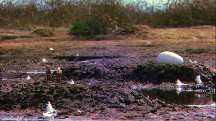 FLAMINGOS_ Animals for children. Kids videos. Kindergarten   _ Every New