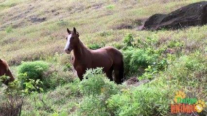 HORSE_ Animals for children. Kids videos. Kindergarten   _ Every New