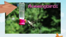 HUMMINGBIRDS_ Animals for children. Kids videos. Kindergarten   _ Every New