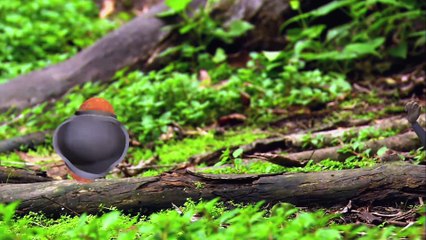 MONKEY_ Animals for children. Kids videos. Kindergarten   _ Every New