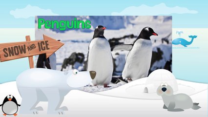PENGUINS_ Animals for children. Kids videos. Kindergarten   _ Every New