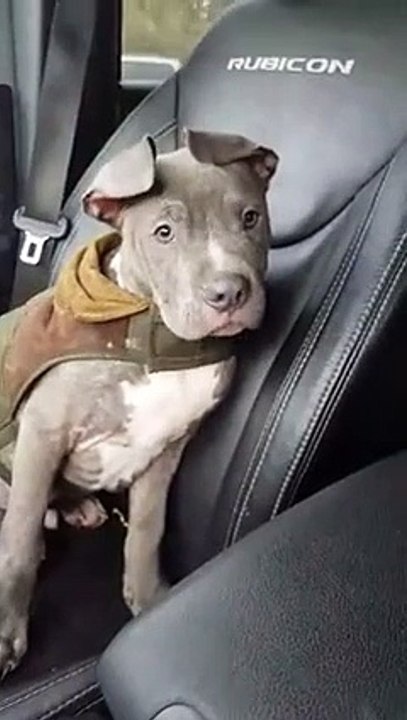 Les adieux pleins de larmes d'un sauveteur à un chiot d'accueil sont un rappel important de leur beau sacrifice