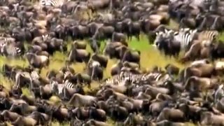 Animal Documentary National Geographic WILD RIVER ATTACKS Lions