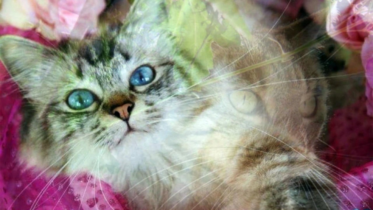 Nos amis les chats @Les créations d'Oli