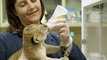 Baby lions cubs playing shocking and extreme Cute and cuddly !