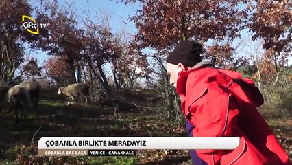 ÇOBANLA BAŞBAŞA -32-KarasuÇamKöyüYENİCE-ÇANAKKALE