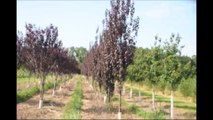 Flowering Plum Trees Grown Near  Trenton NJ