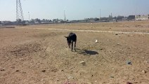 Very Funny Donkey want to Get Freedom-Hahahahaha-Must Watch Please