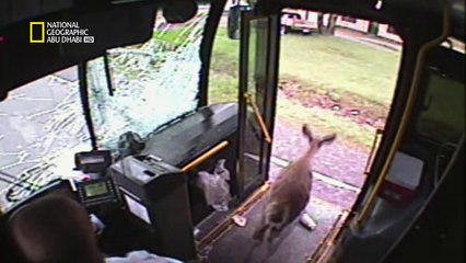 حيوانات باتت جامحة HD : صدمة و رعب